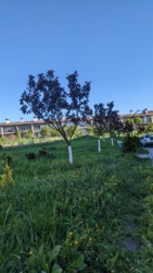 ��������� �������� �������������������� ����, 2�, �����������, �����������, �������������� ���� 26