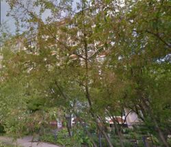 ��������� �������� ��������, 14, �����������, �����������, ������ ���� 1