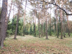         rystal Park  43
