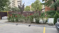 Продается квартира Сумская, Сумы, Заречный, ЖК Нотекс фото 19 Продается квартира Сумская, Сумы, Заречный, ЖК Нотекс фото 19