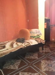 Продается квартира Сумская, Сумы, Заречный, Харківська вул. фото 4 Продается квартира Сумская, Сумы, Заречный, Харківська вул. фото 4