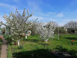 ��������� �������� ���� �������, �������, ����������� ���� 2