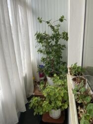 Продається квартира Миколаївська, Миколаїв, Заводський фото 5 Продається квартира Миколаївська, Миколаїв, Заводський фото 5