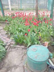 ��������� �������� ���� ���������, �������, ����������� ���� 5