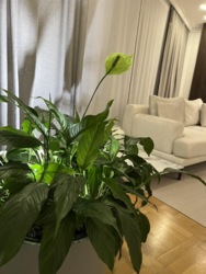 Продається квартира Площа Ринок, Івано-Франківськ, Івано-Франківська, Центр фото 16 Продається квартира Площа Ринок, Івано-Франківськ, Івано-Франківська, Центр фото 16