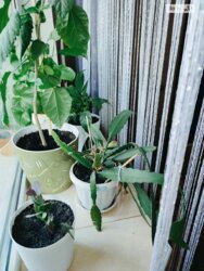 ��������� �������� �����, ³�����, ³�������, ����������, �������� ���� 12