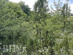 🌳 Затишна дачна ділянка з альтанкою та фруктовими деревами фото 7 🌳 Затишна дачна ділянка з альтанкою та фруктовими деревами фото 7
