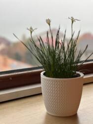 �������� VIP ����� � ������ ����� �� ���� ���� 7