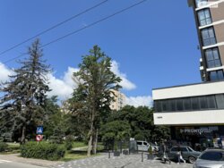 ��������� �������� ���� ���., ��������, ������������, ������ ���� 12