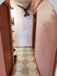 ��������� �������� ����� ����, 7, ��������, ������������, ������� ����� ���� 2