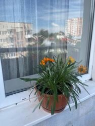 Продається квартира Надзбручанська вул., Тернопіль, Тернопільська, Дружба фото 11 Продається квартира Надзбручанська вул., Тернопіль, Тернопільська, Дружба фото 11