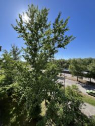 Продається квартира Дніпропетровська, Кам'янське, Кам'янське, 11 мкр фото 8 Продається квартира Дніпропетровська, Кам'янське, Кам'янське, 11 мкр фото 8