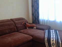 ��������� �������� �������, ������������, �����������, ����� ���� 9