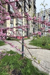 ��������� �������� ������� ����� ���., ����, ��������, ����������� ���� 32