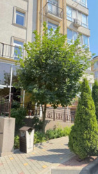 21000$ Квартира в ЖК Якоря, 35 метров, цоколь. фото 2 21000$ Квартира в ЖК Якоря, 35 метров, цоколь. фото 2