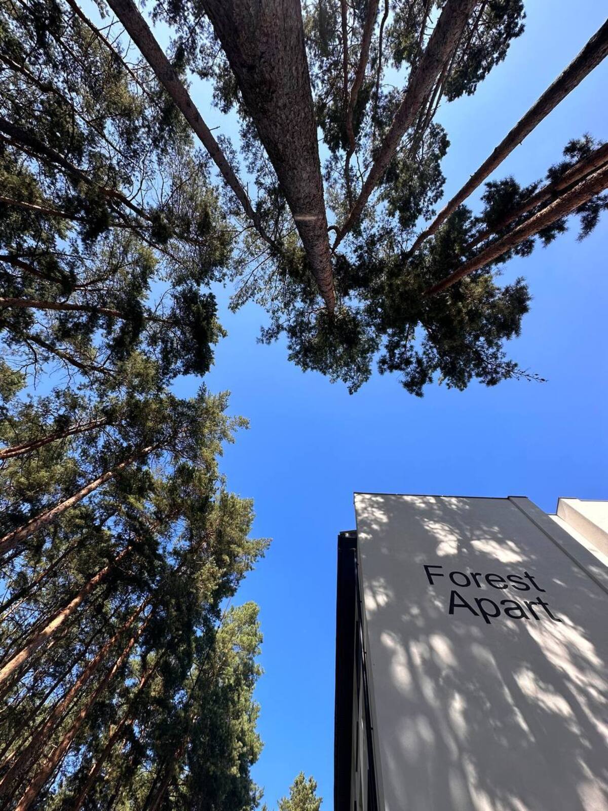 ������ 1-������� �������� � �� Forest Apart (�-� ���������) ���� 1