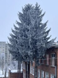 ������ 2-������� �������� �� �����. �������� (��������) ���� 2