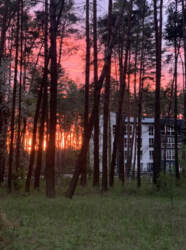  1-    Forest Apart (- )  4