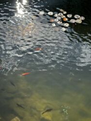 Продаж 1-кімн. квартири, ЖК Софія Нова, Новосілки фото 8 Продаж 1-кімн. квартири, ЖК Софія Нова, Новосілки фото 8