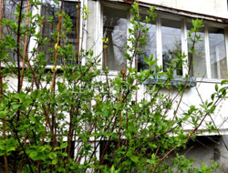 Продаж однокімнатної квартири за адресою вул. Жилянська,76 фото 9 Продаж однокімнатної квартири за адресою вул. Жилянська,76 фото 9