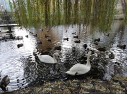 ��������� �������� ������������, 45�, ���, ���������� ���� 12