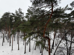 Продається квартира Анатолія Петрицького, 17, Київ, Святошинський фото 5 Продається квартира Анатолія Петрицького, 17, Київ, Святошинський фото 5