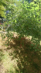 ��������� �������� ����� ��������, 5, ���, ������������� ���� 15