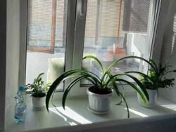 ��������� �������� ³����� ����, 17, ���, ���������� ���� 16