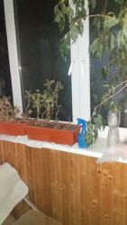 Продається квартира Лісовий проспект, 5, Київ, Деснянський, м. Лісова фото 10 Продається квартира Лісовий проспект, 5, Київ, Деснянський, м. Лісова фото 10