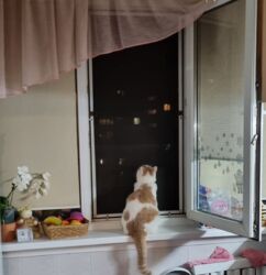 Продається квартира Якуба Коласа, 6, Київ, Святошинський фото 11 Продається квартира Якуба Коласа, 6, Київ, Святошинський фото 11