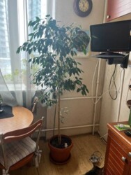 ��������� �������� ������ ����� ��, 15, 15, ���, ����������, �. ����� ������ ���� 3