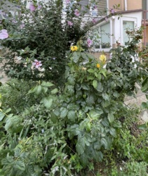 Продається квартира Одеська, Чорноморськ (Іллічівськ), Чорноморськ (Іллічівськ) фото 2 Продається квартира Одеська, Чорноморськ (Іллічівськ), Чорноморськ (Іллічівськ) фото 2