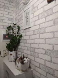 ��������� �������� ������������, 7, ����, �����������, �. ������� ���� 11