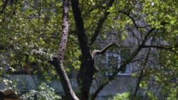 Продаж 3 кімнатної квартири. Ужгород. фото 4 Продаж 3 кімнатної квартири. Ужгород. фото 4