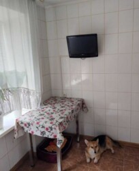 ��������� �������� ��������, 133, ��������, ���������, ��������������� ���� 17