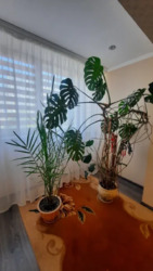 Продається квартира Запорізька, Запоріжжя, Дніпровський, Товариська вул., 37 б фото 15 Продається квартира Запорізька, Запоріжжя, Дніпровський, Товариська вул., 37 б фото 15