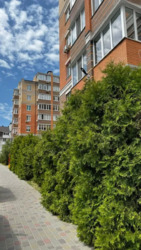 ��������� �������� �������, 1� ���� 3, �����, �����, ������� ���� 20