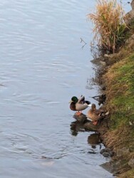 70 ��.� 2 ����.�� �������� ���� 2 ���� 13