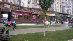 �� ��������� ���� 24