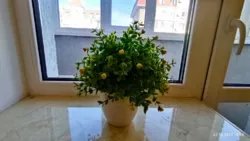Продається квартира Пригородна вул., 1, Таїрове пгт, Овідіопольський, Одеська, Світлий Совіньйон фото 5 Продається квартира Пригородна вул., 1, Таїрове пгт, Овідіопольський, Одеська, Світлий Совіньйон фото 5