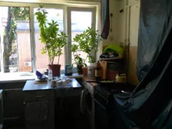 ��������� �������� ���������, 17, �����, �������, ����������� ���� 3