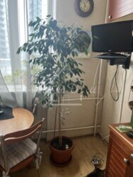 ��������� �������� ������ ����� �� ���. (������ �������), 15, ���, ����������, ��������, �. �������� ���� 5