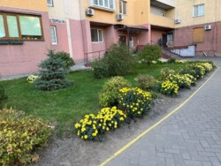 ��������� �������� ��������, ���������, ������������ ���� 19