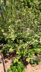 ������ ��������� ���� �.������� �쳿������ ����� ���� 6