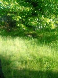 ������ ��������� ��� � ����������, ���� 4