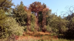 Продається будинок Київська, Бориспільський, Проців, Центральная фото 3 Продається будинок Київська, Бориспільський, Проців, Центральная фото 3