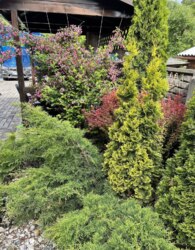 ������ ������� ������� ���� 17