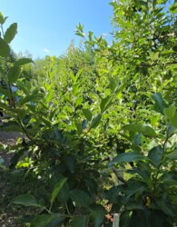 Продаж 3 поверхового будинку з опаленням і ділянкою на 2.5 сотки фото 9 Продаж 3 поверхового будинку з опаленням і ділянкою на 2.5 сотки фото 9