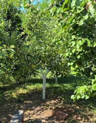 Продаж 3 поверхового будинку з опаленням і ділянкою на 2.5 сотки фото 35 Продаж 3 поверхового будинку з опаленням і ділянкою на 2.5 сотки фото 35