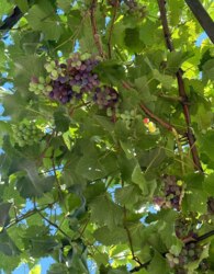 ������ ������� ������� ���� 2